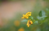 Yellow FLower