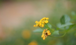 Yellow FLower