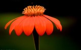 FLower opened
