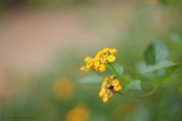 Yellow FLower