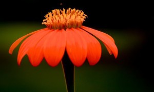 FLower opened